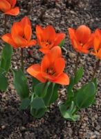 Tulipa Orange Emperor 'Fosteriana-Gruppe'